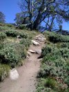 Thredbo DH